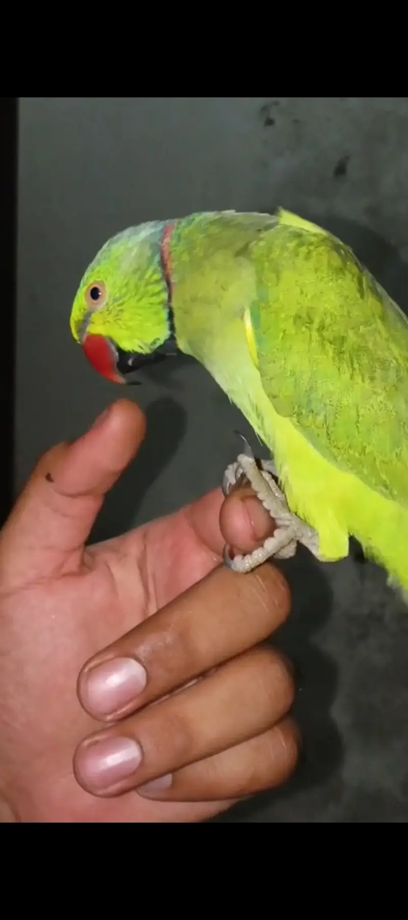 Fully hand tamed and talking mithu for sale 03115710451 — photo 9