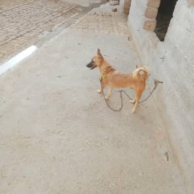 Dog available for crasing &stud
