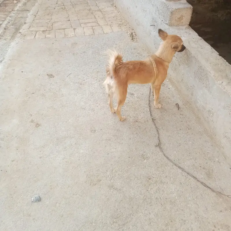 Dog available for crasing &stud — photo 2
