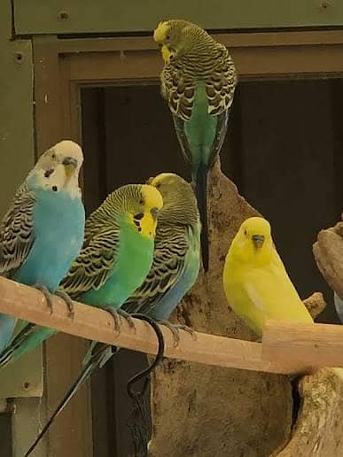 astlain parrot total 20 home barried. . . . 13000