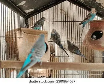 03198478705. . . astlain parrot total 20 home barried. . . . 13000 — photo 2