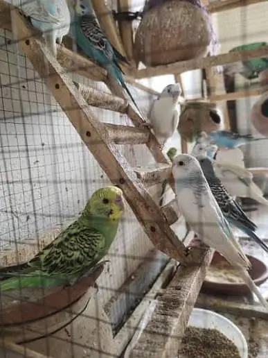 03198478705. . . astlain parrot total 20 home barried. . . . 13000 — photo 6