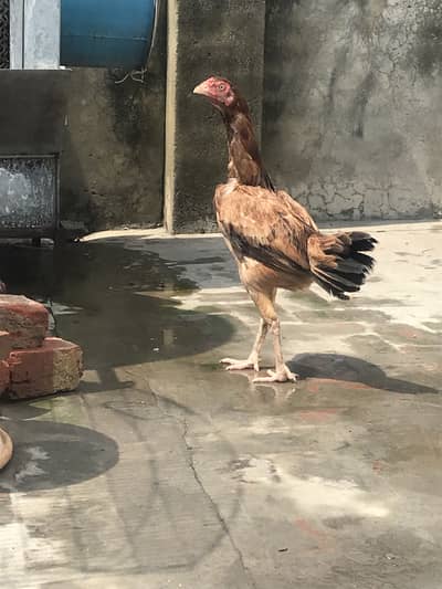 Aseel mianwali female