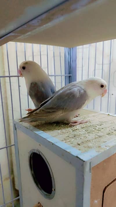 love bird