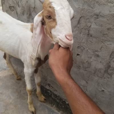 bohat achay bakray hain