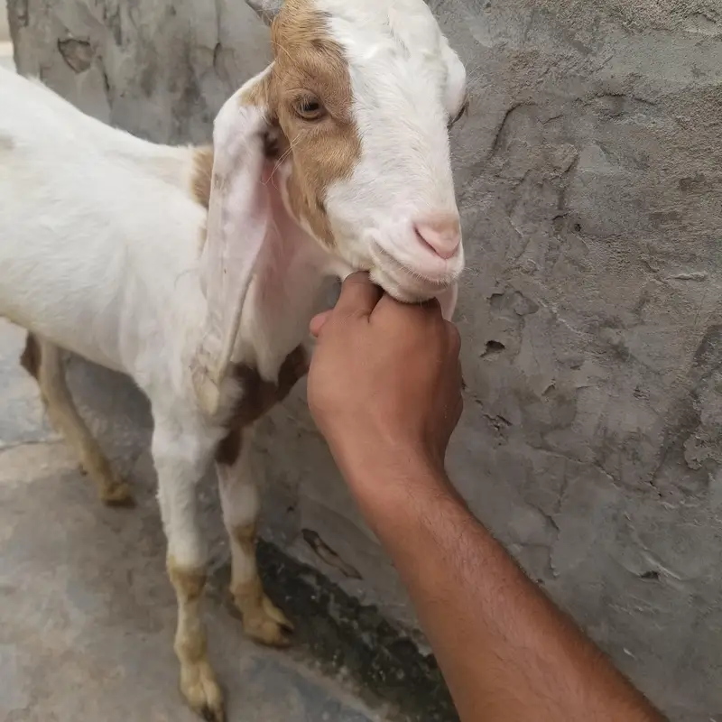bohat achay bakray hain