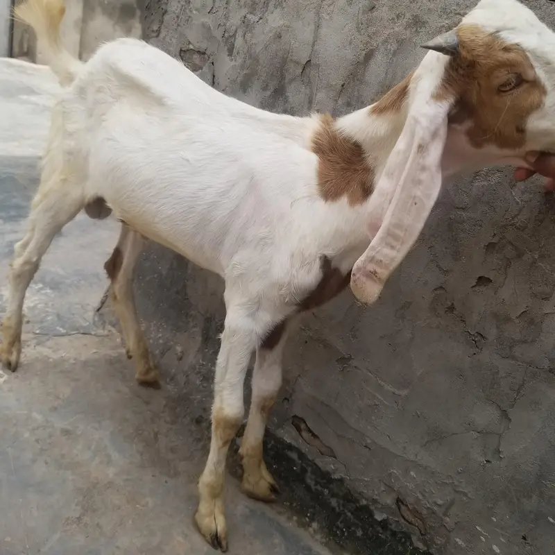bohat achay bakray hain — photo 2