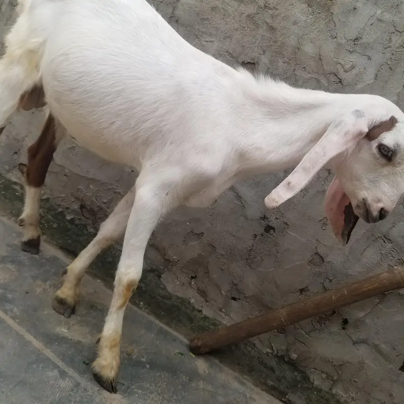 bohat achay bakray hain — photo 3