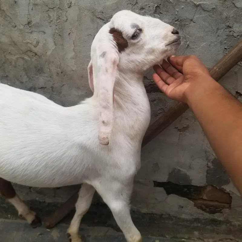 bohat achay bakray hain — photo 4