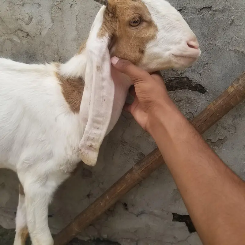 bohat achay bakray hain — photo 6