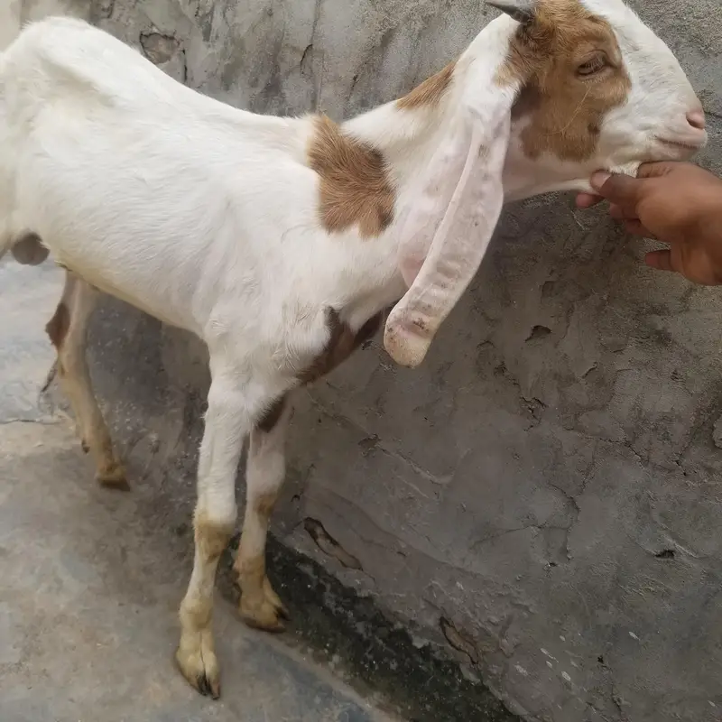 bohat achay bakray hain — photo 7