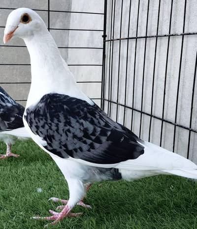 fancy pigeon#kabooter#jacobine#saddle hommer. 03055318227.03105184376