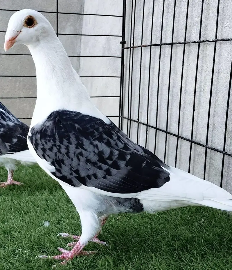 fancy pigeon#kabooter#jacobine#saddle hommer. 03055318227.03105184376