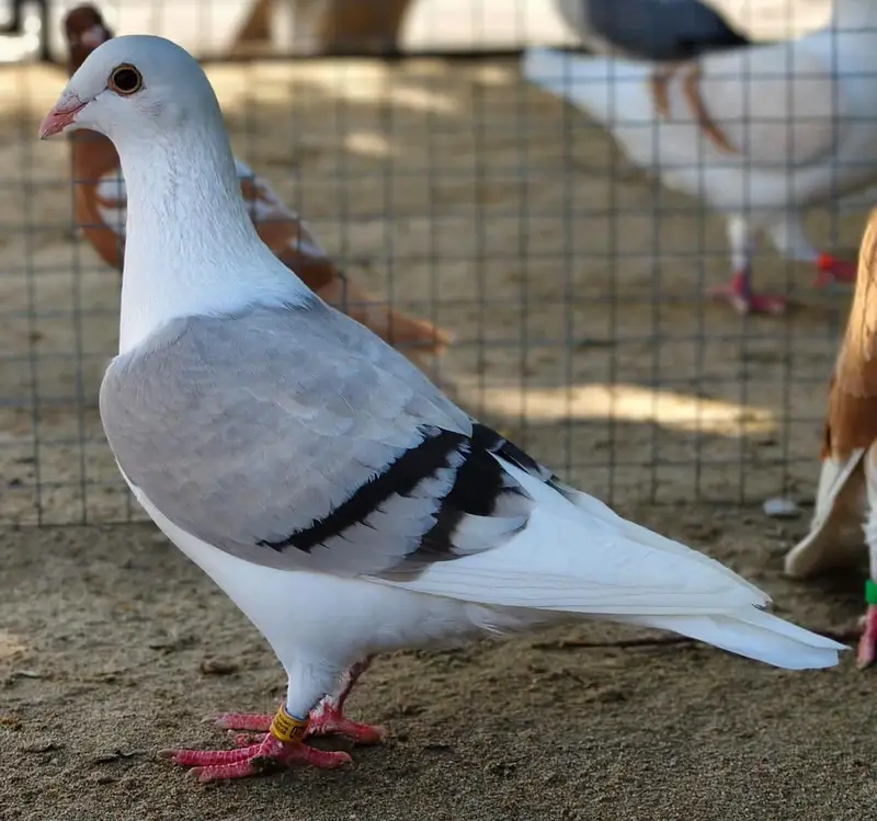 fancy pigeon#kabooter#jacobine#saddle hommer. 03055318227.03105184376 — photo 2