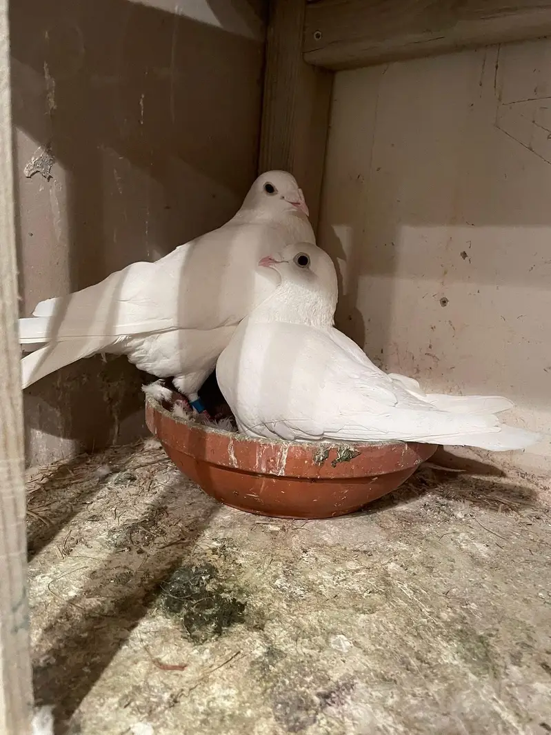 fancy pigeon#kabooter#jacobine#saddle hommer. 03055318227.03105184376 — photo 3