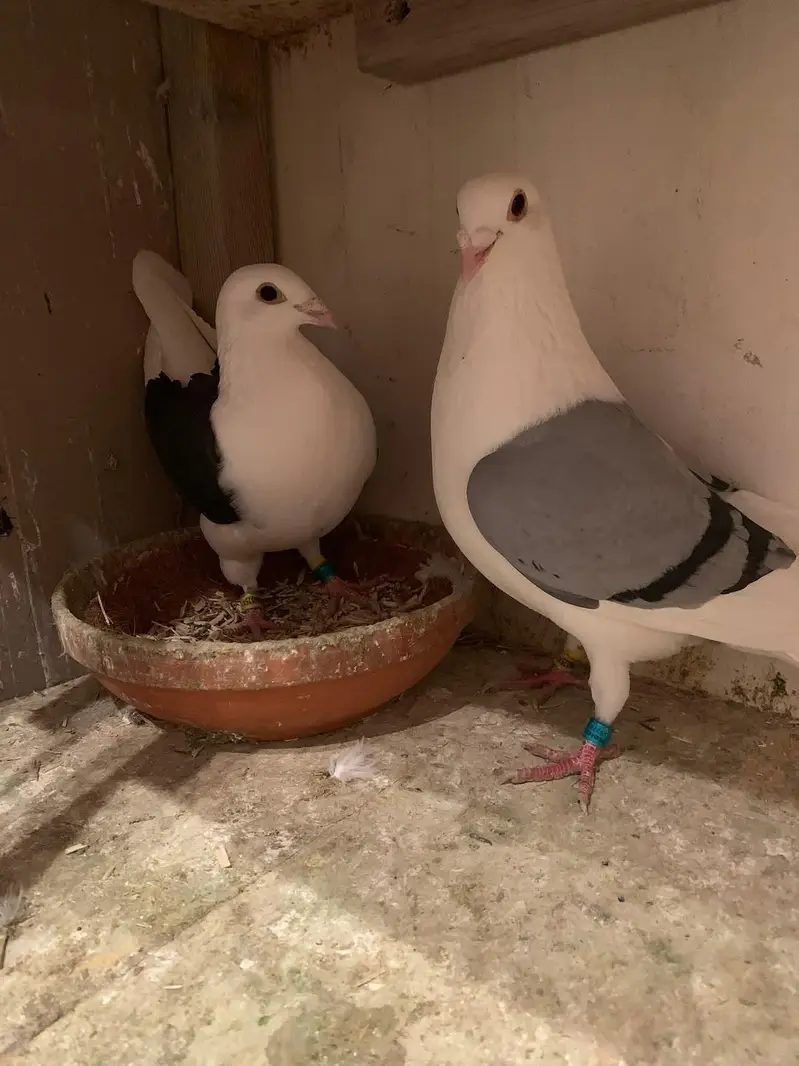 fancy pigeon#kabooter#jacobine#saddle hommer. 03055318227.03105184376 — photo 4