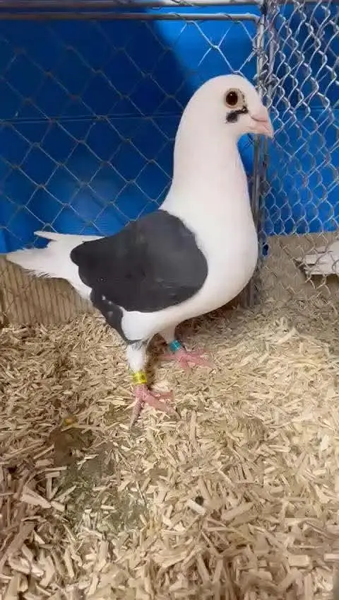 fancy pigeon#kabooter#jacobine#saddle hommer. 03055318227.03105184376 — photo 5