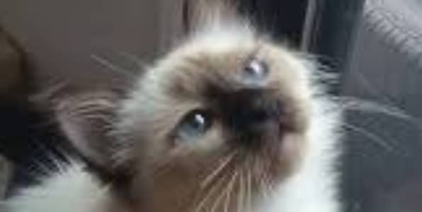 Purebred Local Siamese / Premium Semis cross cat in triple coat with b