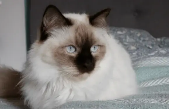 Purebred Local Siamese / Premium Semis cross cat in triple coat with b — photo 2