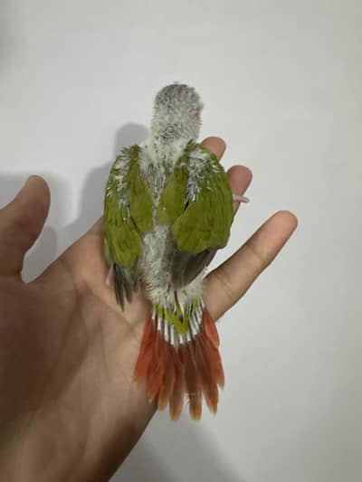 Suncheek & pineapple mutation chick