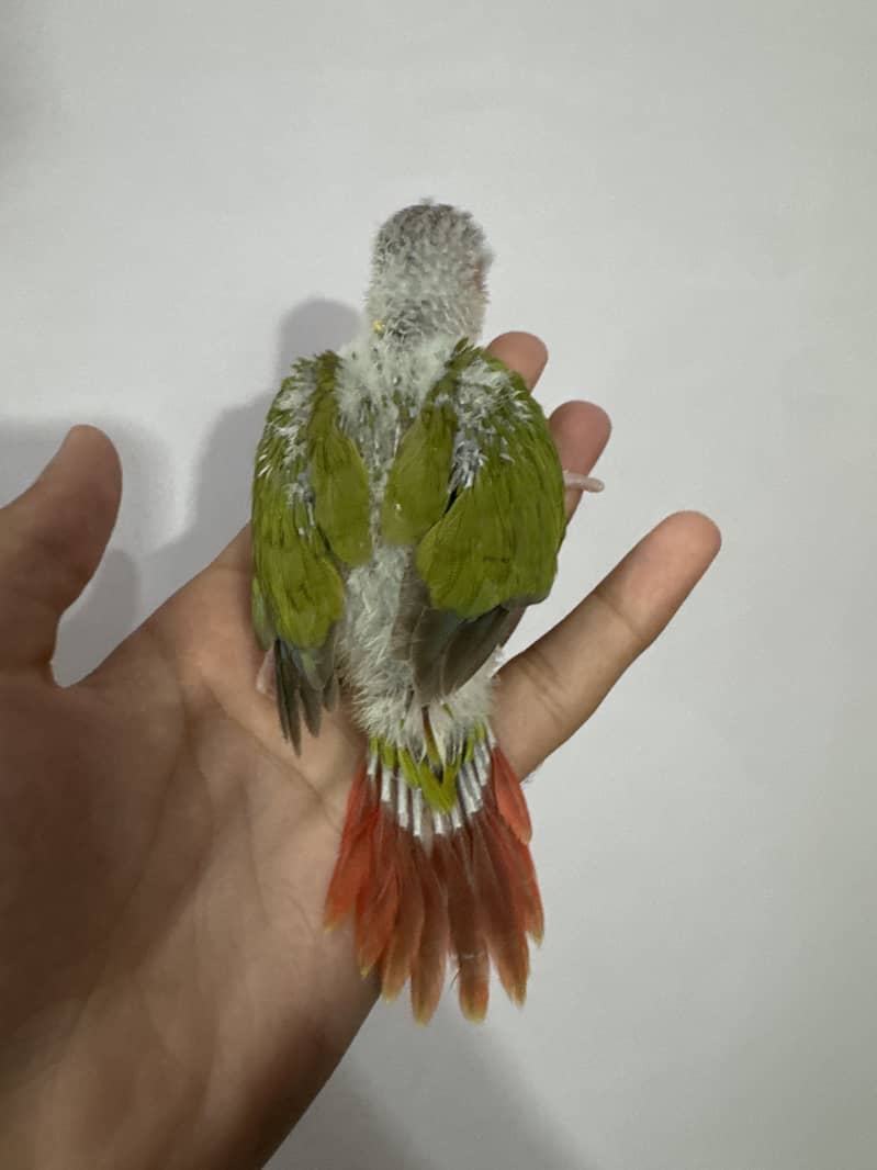 Suncheek & pineapple mutation chick 0