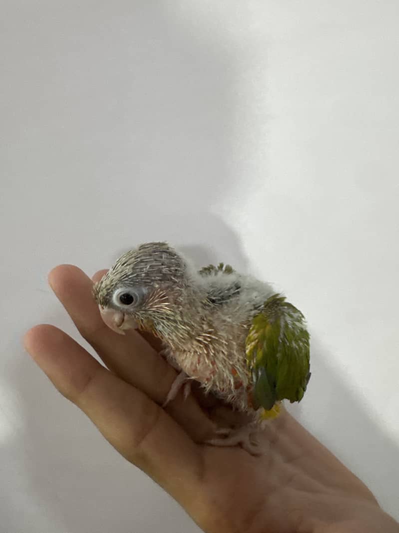 Suncheek & pineapple mutation chick 1