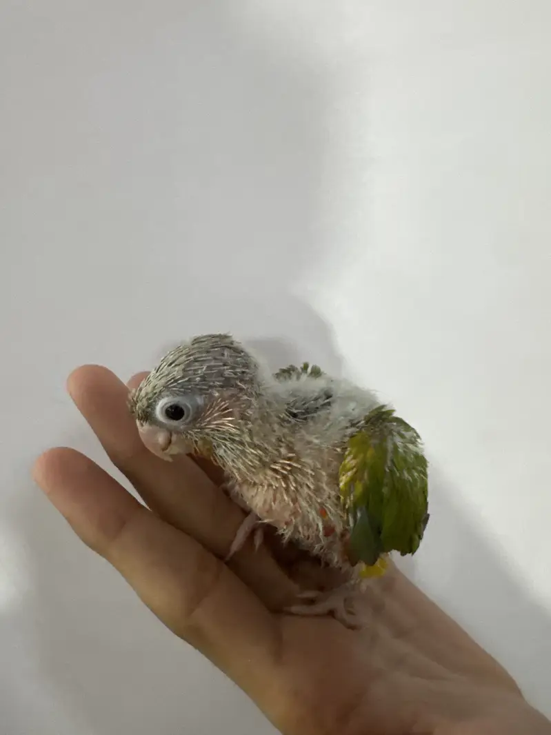 Suncheek & pineapple mutation chick — photo 2