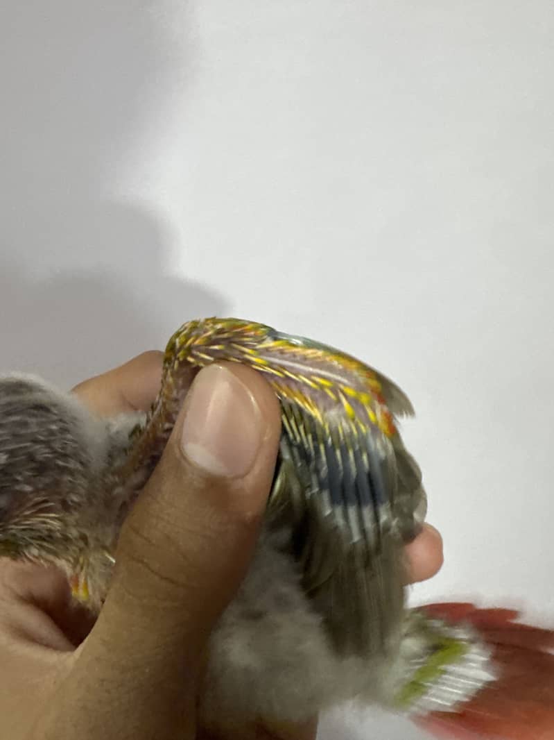 Suncheek & pineapple mutation chick 2