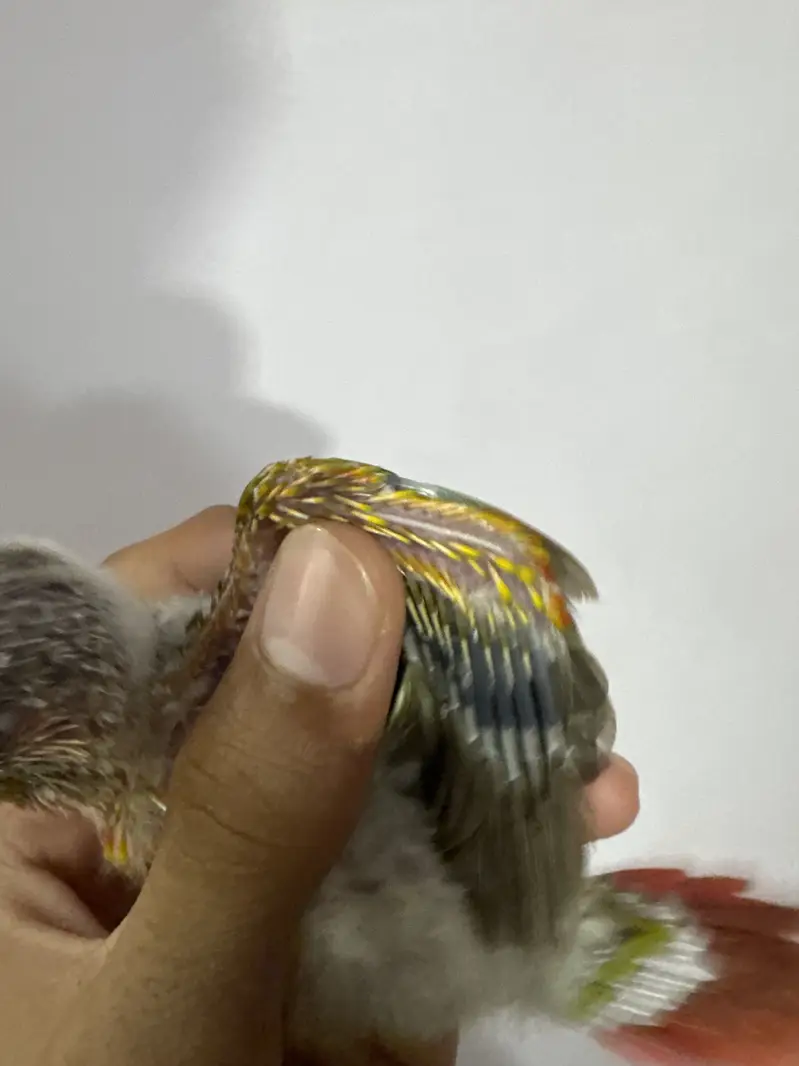 Suncheek & pineapple mutation chick — photo 3