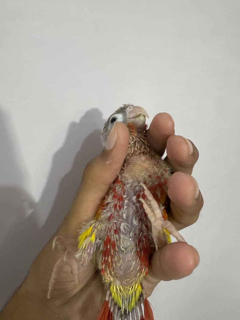 Suncheek & pineapple mutation chick 3