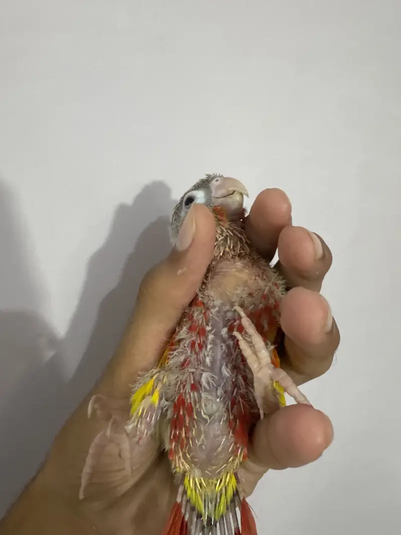 Suncheek & pineapple mutation chick — photo 4