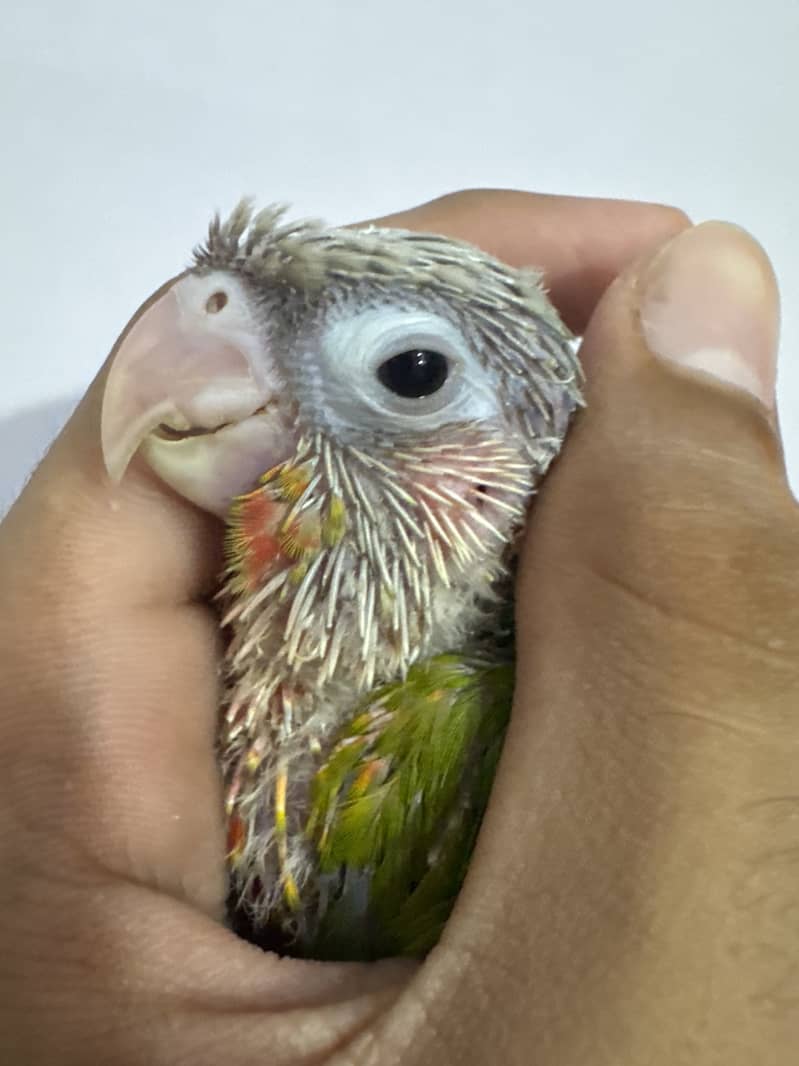 Suncheek & pineapple mutation chick 4