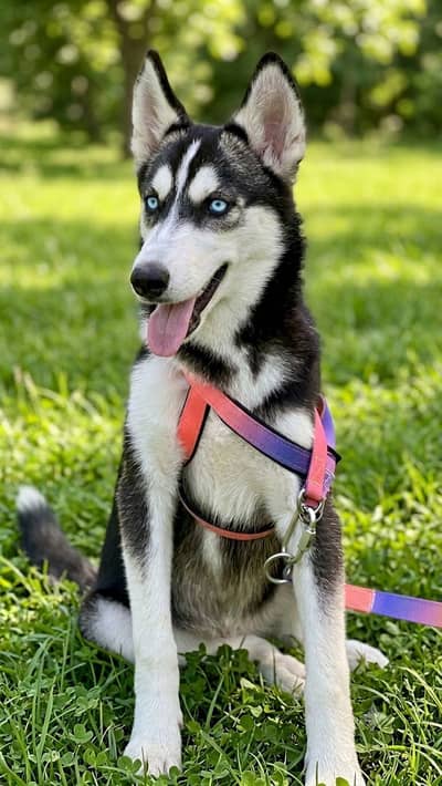Siberian Huskey blue eyes Female