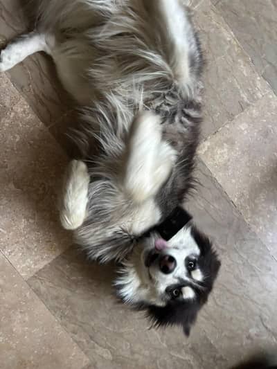 siberian husky