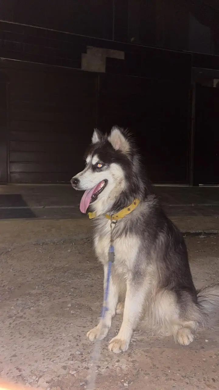 siberian husky — photo 2