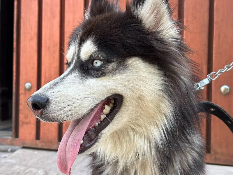 siberian husky — photo 3
