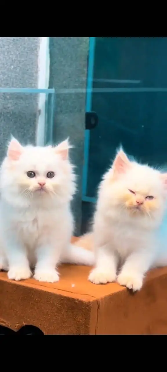 Quality Persian Punchface cat & kitten. moreWhatsApp 03704601257 — photo 3