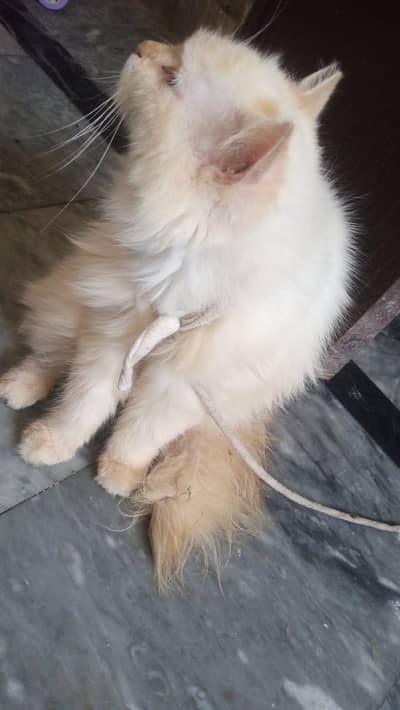 femal cat