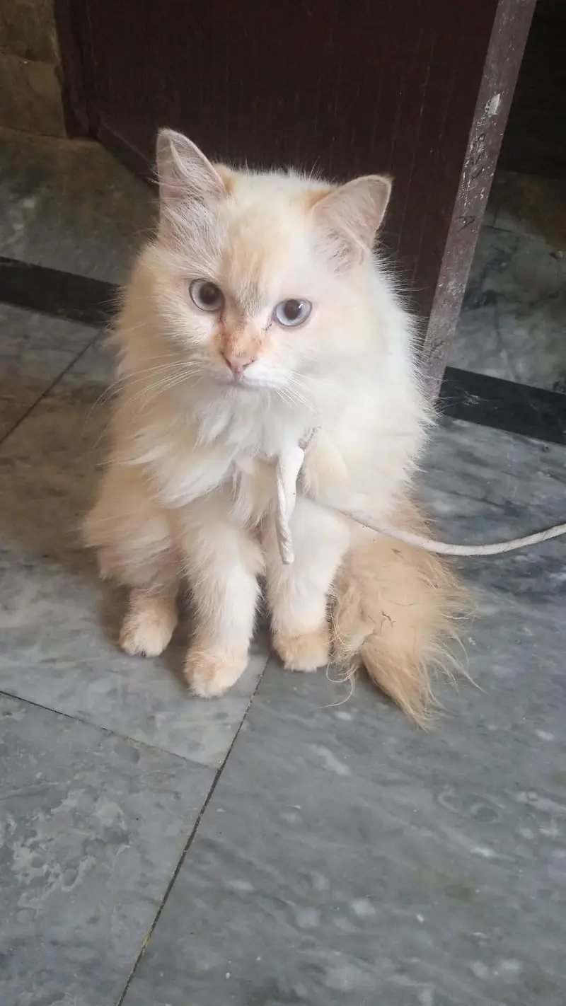 femal cat — photo 3