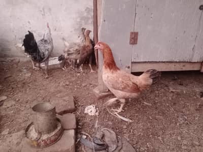 Golden Misri  Pair 7 female 3 male