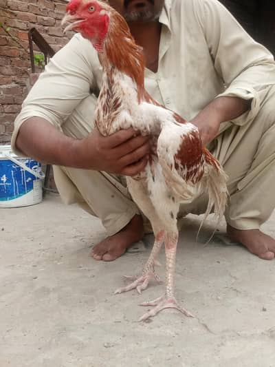Aseel shamo male