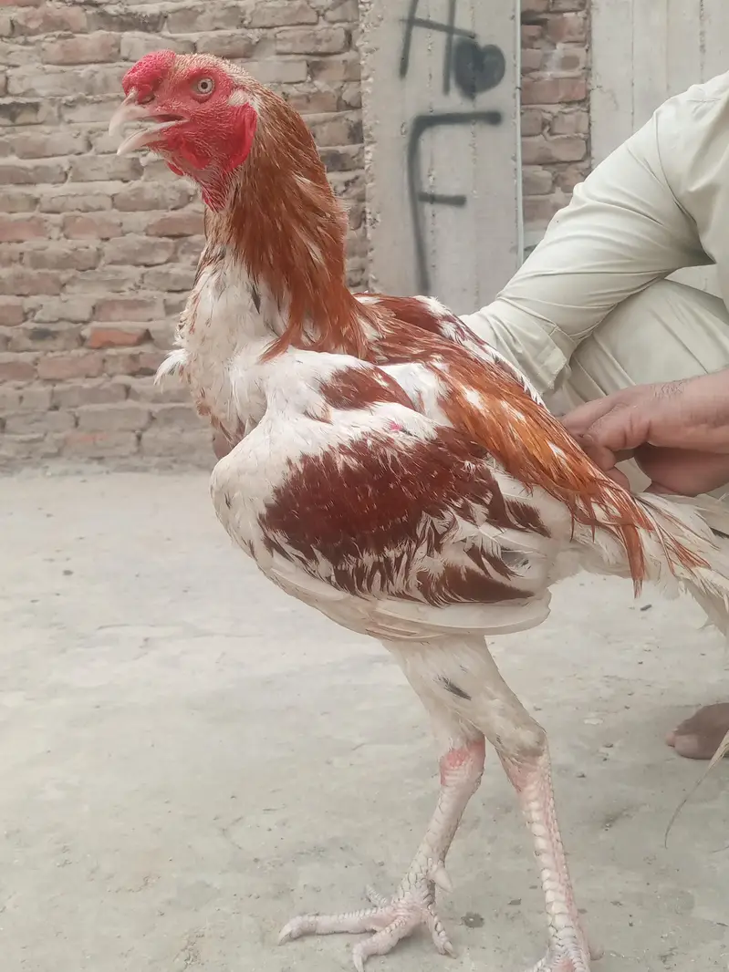 Aseel shamo male — photo 2