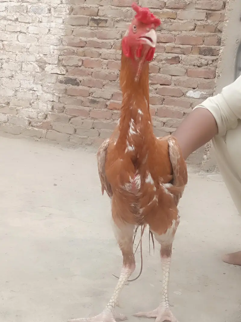 Aseel shamo male — photo 3