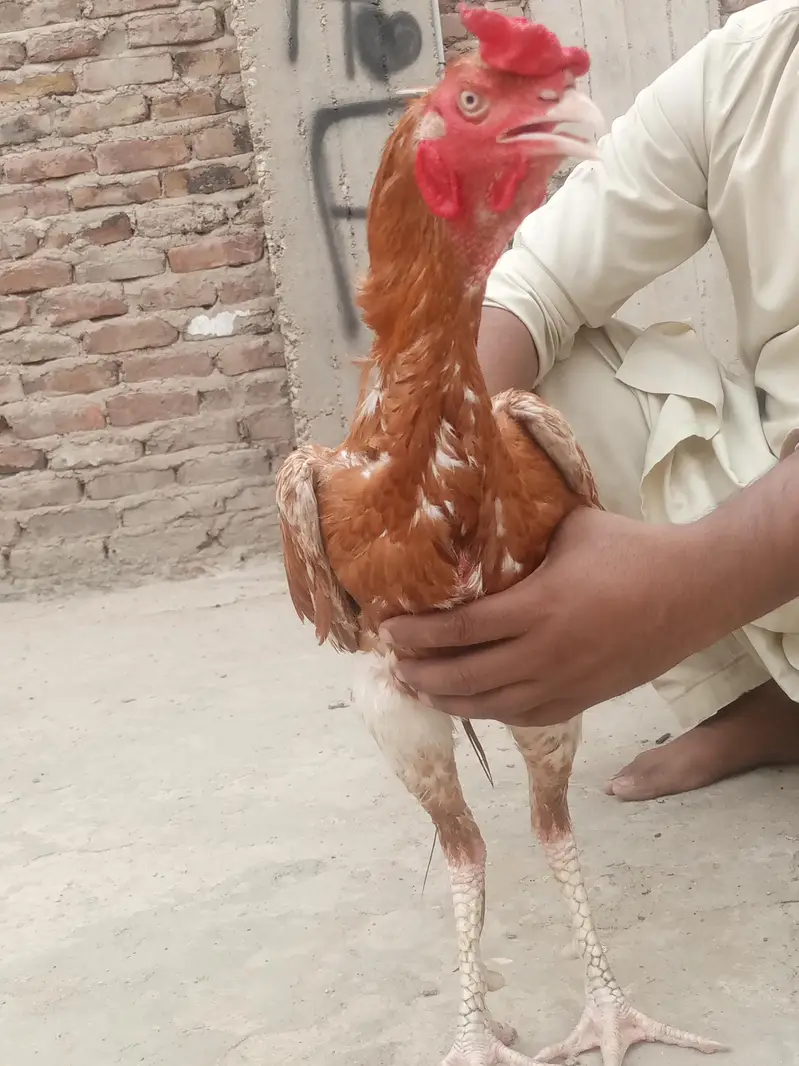 Aseel shamo male — photo 4