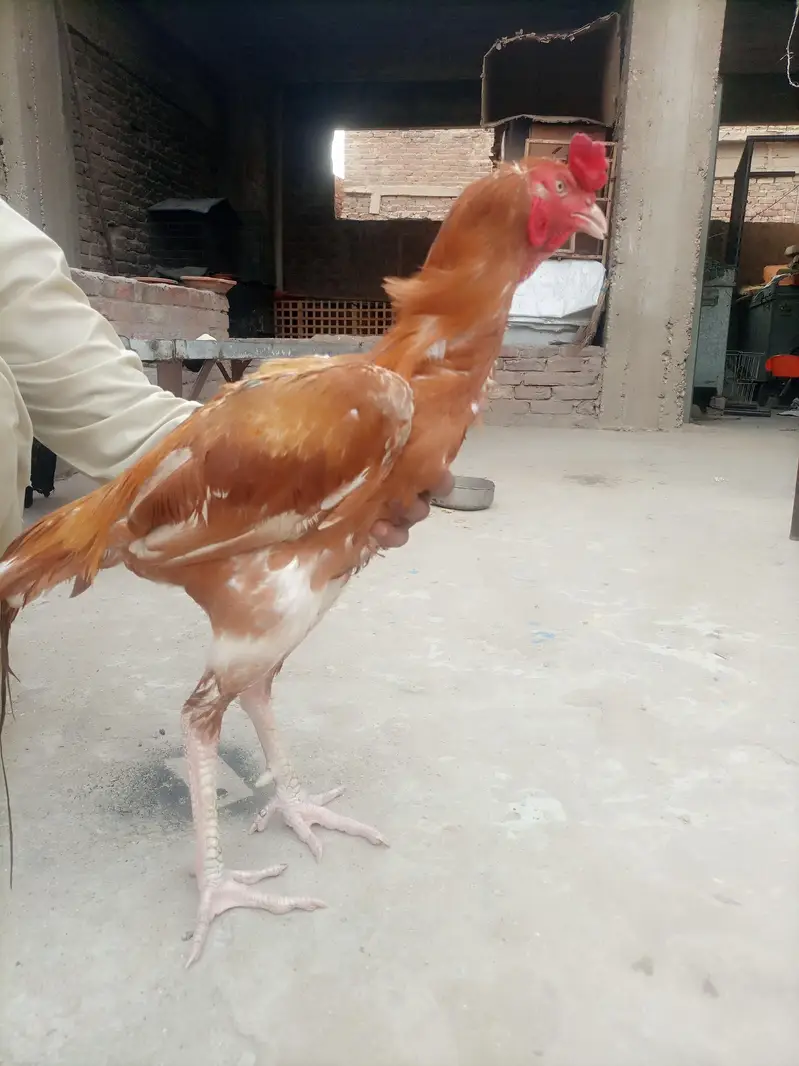 Aseel shamo male — photo 5