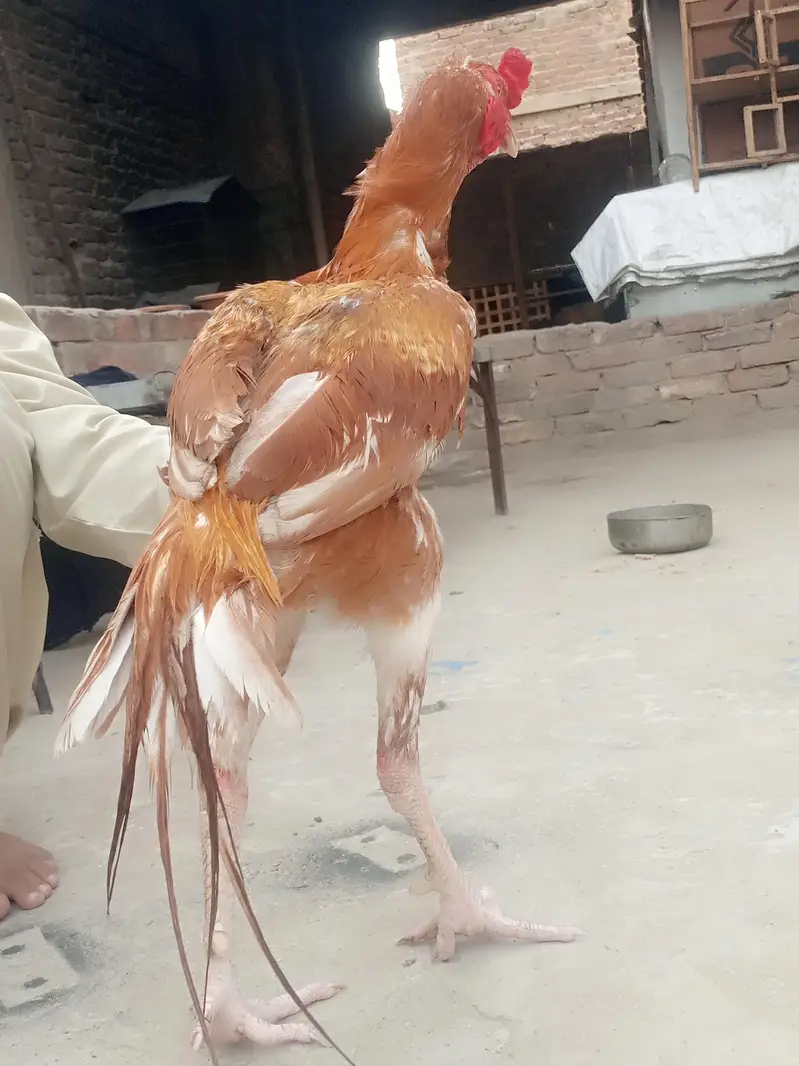 Aseel shamo male — photo 6