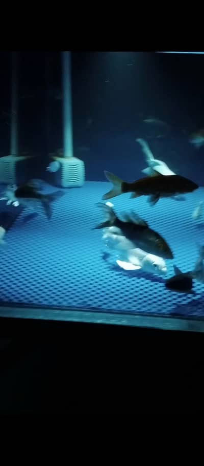 Japanese koi fish 18 piece