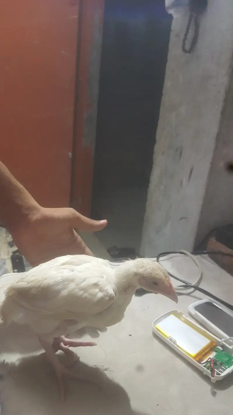 Aseel chick onlywatsapp 03079891579 — photo 2