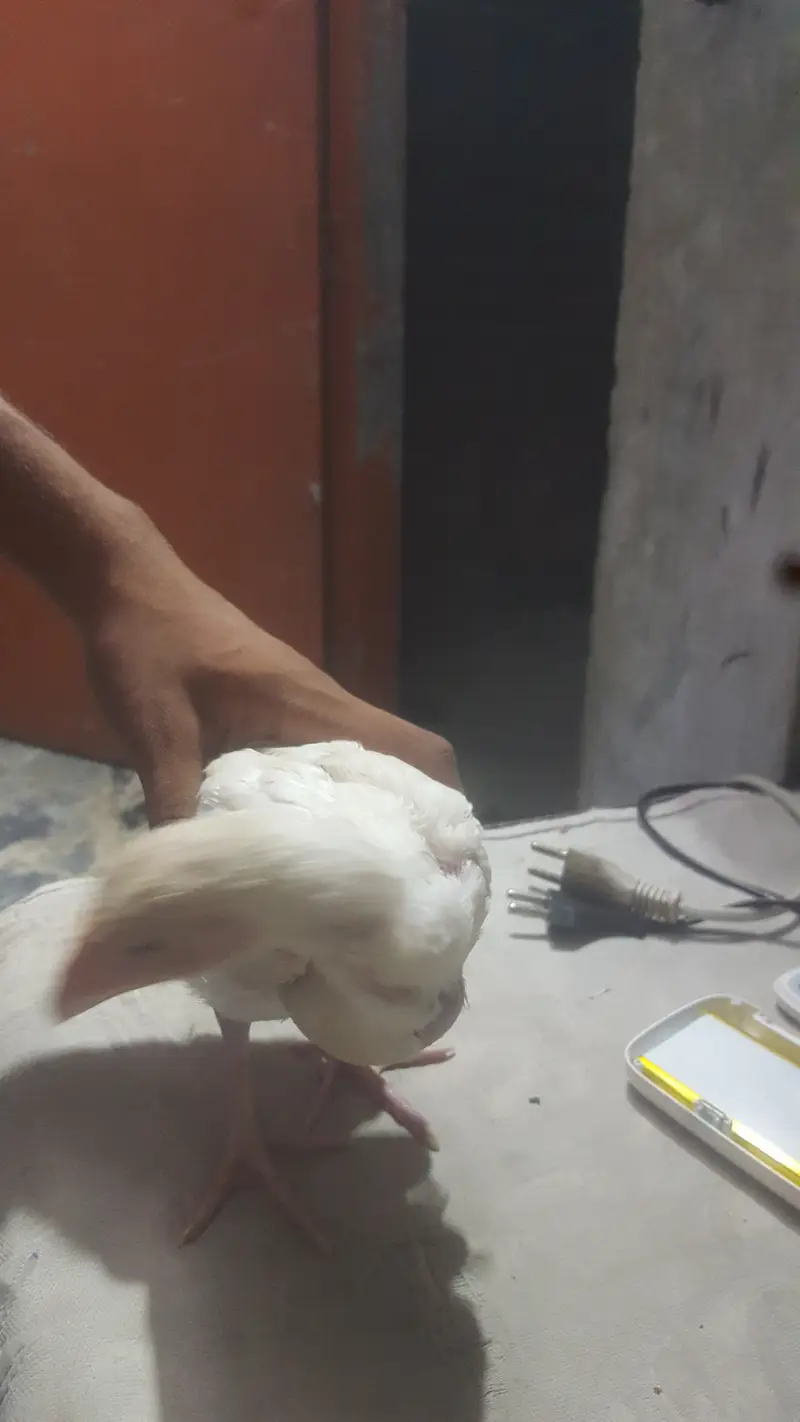 Aseel chick onlywatsapp 03079891579 — photo 3