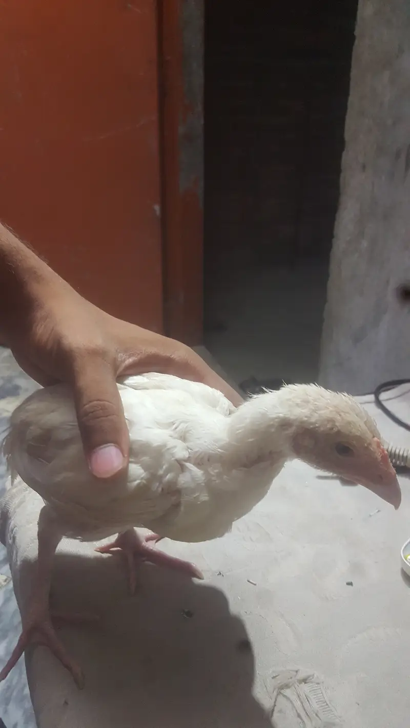 Aseel chick onlywatsapp 03079891579 — photo 4